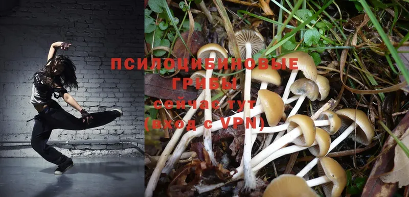 купить закладку  Гусиноозёрск  Галлюциногенные грибы MAGIC MUSHROOMS 